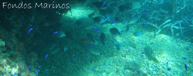 Fondos Marinos