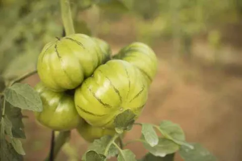 Agricultura Roquetas 2