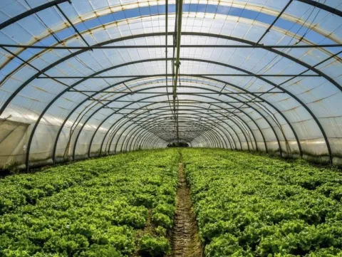 invernadero2-1355×1020